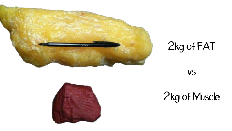 Density Of Human Fat 28
